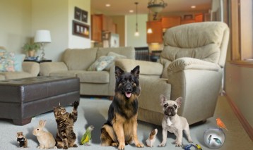 blog image - Tips for Keeping your House Pet - Friendly
